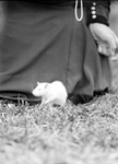 Irma's white rat in grass, woman kneeling behind it wearing black and pearls-possibly Mattie by Francis G. Wagner and Nelson Poynter Memorial Library