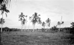Waterfront. Group of slender palm trees in grass. Cloudy sky, possibly water in background by Francis G. Wagner and Nelson Poynter Memorial Library
