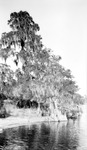Waterfront. Tall tree laden with Spanish moss at side of water by Francis G. Wagner and Nelson Poynter Memorial Library