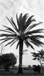 Waterfront. Tall palm tree dominating picture with tiny sign "strangler 10" next to wires; trees and foliage, buildings in background by Francis G. Wagner and Nelson Poynter Memorial Library