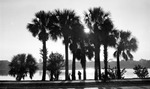Waterfront. Tall palm trees, three people under them, looking across water toward buildings in background by Francis G. Wagner and Nelson Poynter Memorial Library