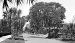 Unknown house, brick street lined with palm trees and other trees, large three-story house with many large windows, sign says 7th Street South, horse-drawn carriage in the distance by Francis G. Wagner and Nelson Poynter Memorial Library