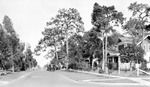 Unknown house, brick street lined with tall thick trees and a few small palm trees, parked cars, sidewalks set back. Road goes downhill toward background, large two- or three-story houses, one with large stone front porch by Francis G. Wagner and Nelson Poynter Memorial Library