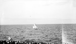 Tampa Bay with sailboat, other boat, and line of spectators by Francis G. Wagner and Nelson Poynter Memorial Library