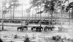 Horses at military encampment