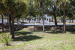 Palm Trees near Hillsborough Community College Faculty Parking Lot, Tampa, Florida