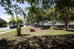 Grassy Area near Hillsborough Community College Faculty Parking Lot, Tampa, Florida