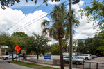 Parking Lot with Palm Tree, Tampa, Florida