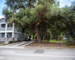 Residential Property with Large Tree in the Historic Ybor District, Tampa, Florida